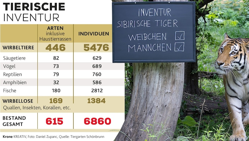 Auch der Sibirische Tiger wurde gezählt. (Bild: Krone KREATIV, Daniel Zupanc)