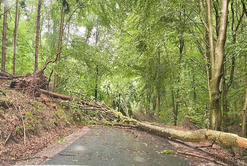 Trees were also "windthrown" in the municipality of Senftenberg. (Bild: FF Senftenberg)