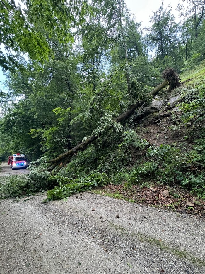 Das Unwetter entwurzelte bei Dürnstein einige Bäume.