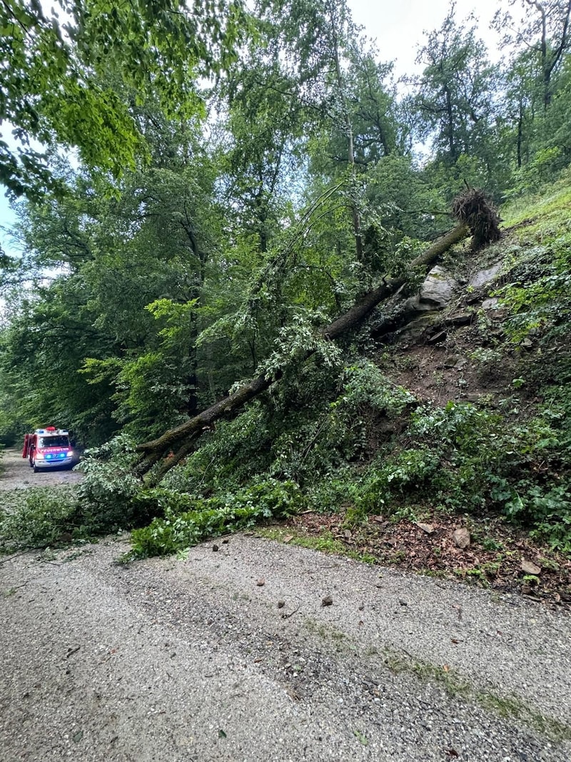 Das Unwetter entwurzelte bei Dürnstein einige Bäume. (Bild: FF Dürnstein/Michael Pfaffinger)