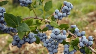 Süße Heidelbeeren und süße Singles warten am Samstag auf die Teilnehmer. (Bild: Wenzel Gerhard)