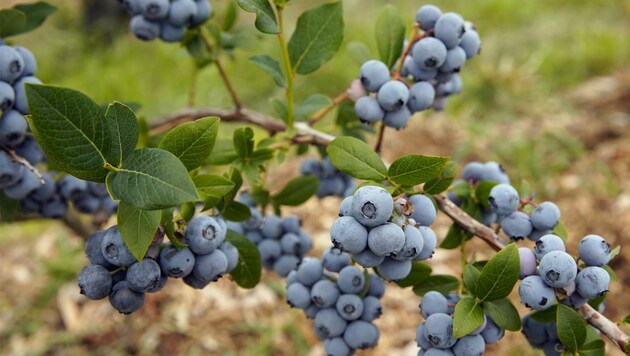 Sweet blueberries and sweet singles await the participants on Saturday. (Bild: Wenzel Gerhard)