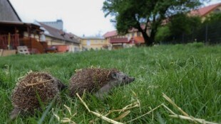 Viele Igel wohnen derzeit im Tierheim. Claudia Herka ist auf Spenden angewiesen. Hilfe deshalb ...