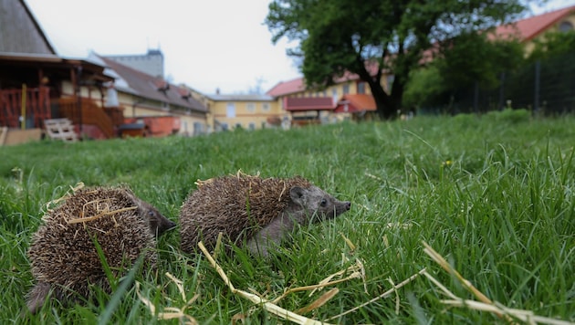 Viele Igel wohnen derzeit im Tierheim. Claudia Herka ist auf Spenden angewiesen. Hilfe deshalb ...