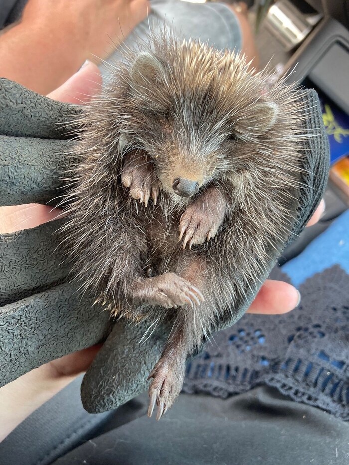 Der kleine Igel war bei 32 Grad alleine am Feldweg unterwegs. Jetzt darf er mit vielen anderen ...