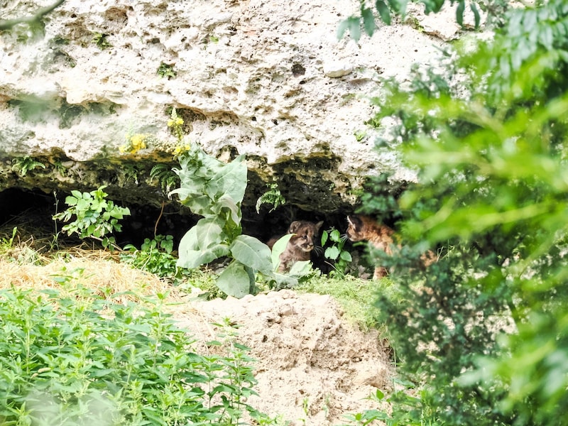 (Bild: Zoo Salzburg)