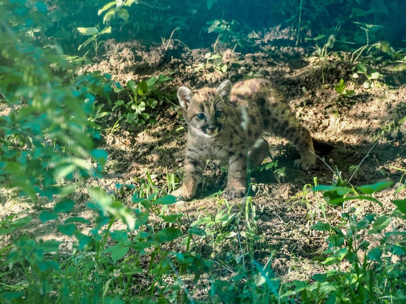 (Bild: Zoo Salzburg)