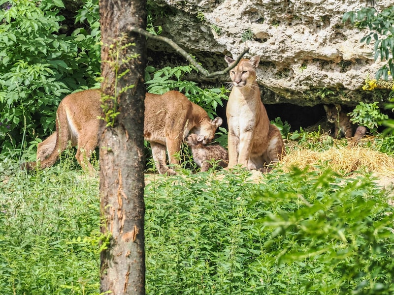 (Bild: Zoo Salzburg)