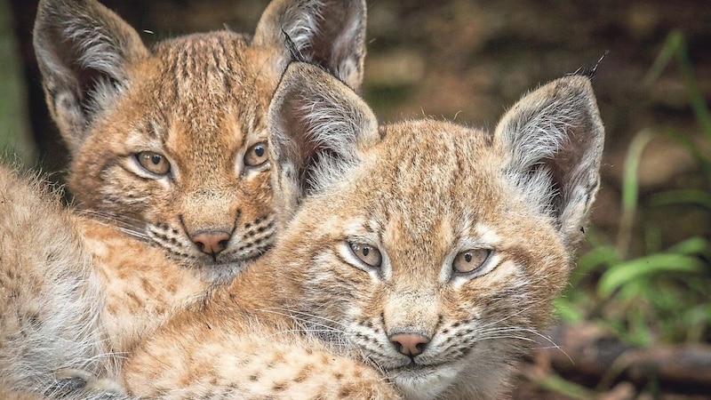 Luchsbabies im Nationalpark Kalkalpen. (Bild: ORF)