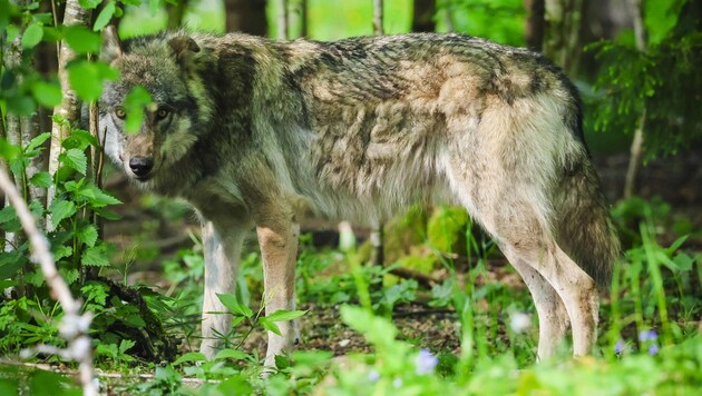 A dispute has broken out over the shooting of wolves in Salzburg. (Bild: Scharinger Daniel)