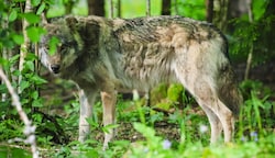 Um den Abschuss von Wölfen in Salzburg ist ein Streit entbrannt. (Bild: Scharinger Daniel)