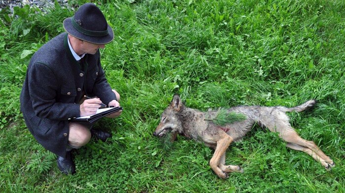 Wolfsbeauftrager Hubert Stock mit dem erlegten Rauriser Wolf.