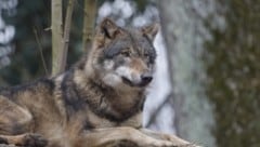 Eine Wolfssichtung im Mittelburgenland wurde nun bestätigt. (Bild: Scharinger Daniel)