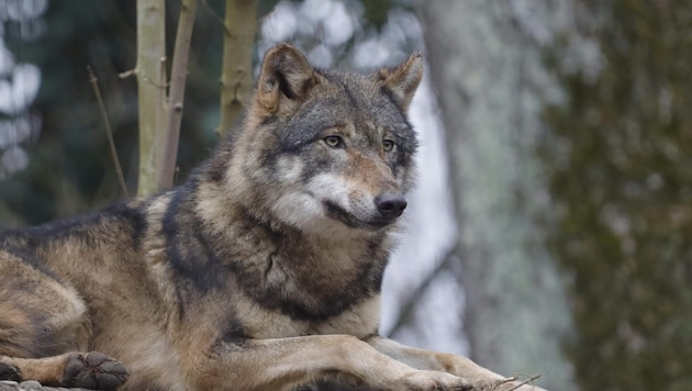 A wolf sighting in central Burgenland has now been confirmed. (Bild: Scharinger Daniel)