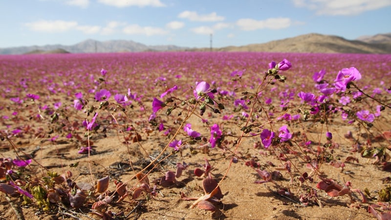 Innerhalb kurzer Zeit blühen unzählige gelbe, blaue und violettfarbene Blumen und Kräuter und verwandeln die Wüste in ein Meer von Blüten. (Bild: AFP/Patricio LOPEZ CASTILLO)