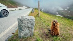 Totgefahrene Murmeltiere regen auf. Auf Salzburger Seite wird aber weniger gerast als auf der Kärntner. (Bild: Wallner Hannes/Hannes Wallner)