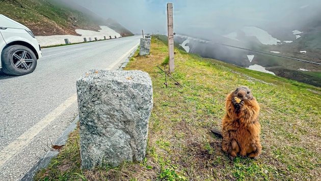 Totgefahrene Murmeltiere regen auf. Auf Salzburger Seite wird aber weniger gerast als auf der Kärntner. (Bild: Wallner Hannes/Hannes Wallner)