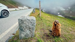 Totgefahrene Murmeltiere regen auf. Auf Salzburger Seite wird aber weniger gerast als auf der Kärntner. (Bild: Wallner Hannes/Hannes Wallner)