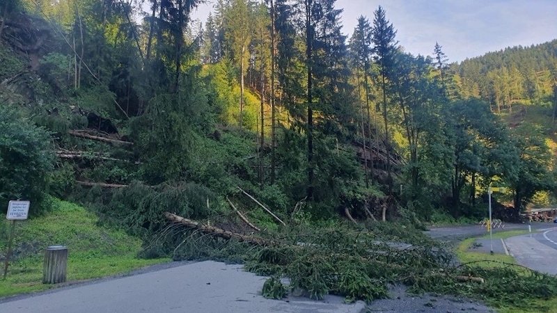 Auch in Wildbad Einöd (Bezirk Murau) stürzten Bäume um (Bild: Martina Münzer)