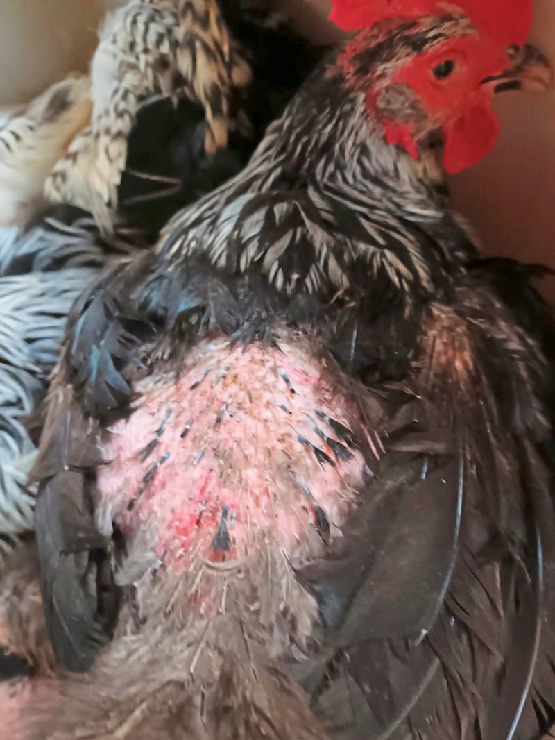 Injured chicken (Bild: Purzel und Vicky)