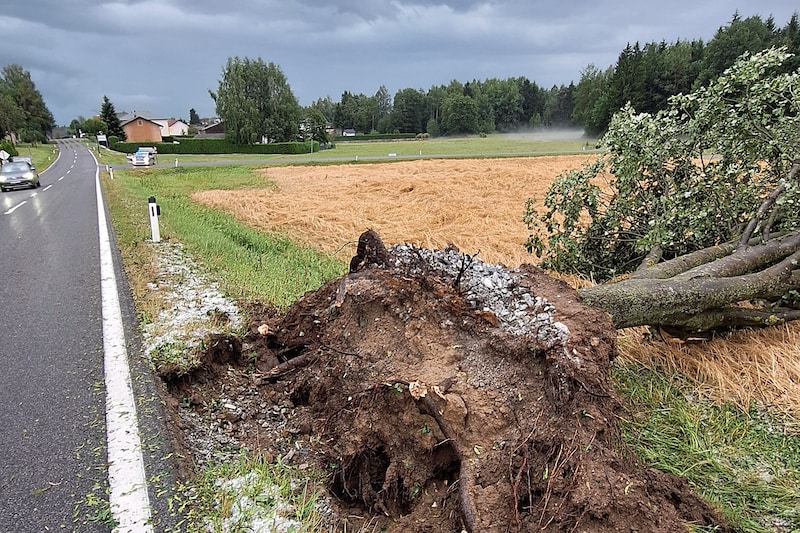 Auch im Waldviertel bei Waidhofen an der Thaya wurden Bäume umgerissen. (Bild: BFK WT/Stefan Mayer)