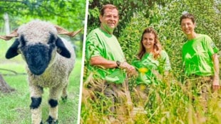 Familie Kovanda und deren (Natur-)Schützlinge der Spezies Walliser Schwarznasenschaf (Bild: Krone KREATIV/Kovanda/Martin Hron Kovanda)