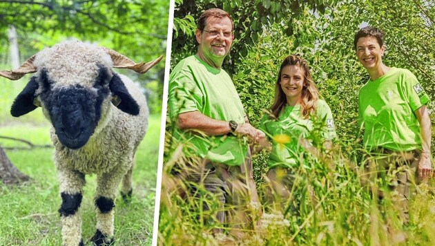 The Kovanda family and their (nature) protégés of the Valais blacknose sheep species (Bild: Krone KREATIV/Kovanda/Martin Hron Kovanda)