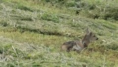 Diesem Kitz wurden vier Beine abgemäht, Jäger mussten es erlösen. (Bild: zVg)