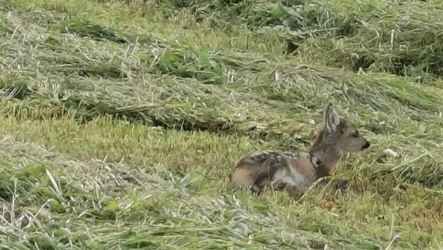 Four of this fawn's legs were mowed off, hunters had to release it. (Bild: zVg)