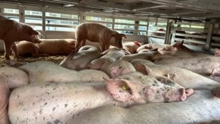 Im Lkw nach Italien befanden sich exakt 697 Ferkel.