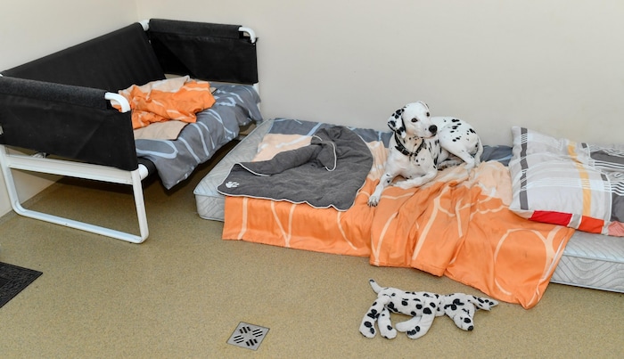 Für die Tiere gibt es in den heimischen Hundepension eine rundum Betreuung