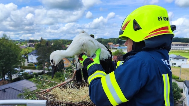 The fire department brought the young stork back to the new nest. (Bild: FF Andorf/Bernhard Rosenberger Photography)