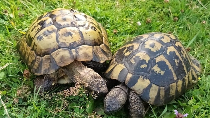 Schilli (right) was missing for three months. Willi is happy to be back.