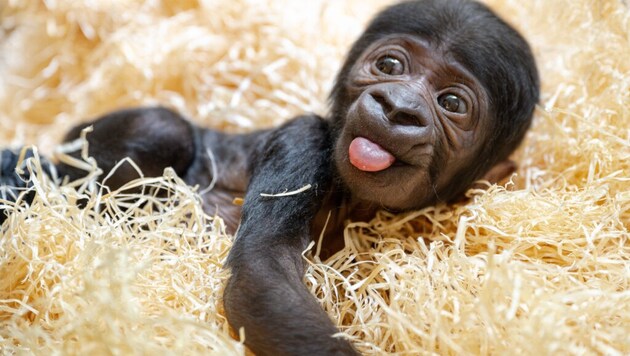 The baby gorilla is doing well. (Bild: Zoo Schmiding / Peter Sterns)