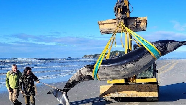 Dieser Bahamonde-Schnabelwal wurde in der Nähe von Dunedin (Neuseeland) an den Strand gespült. (Bild: New Zealand Department of Conservation)