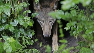 Der Problemwolf ist zum Abschuss freigegeben – ob die Verordnung hält, wird sich zeigen. (Bild: Gerry Broome)