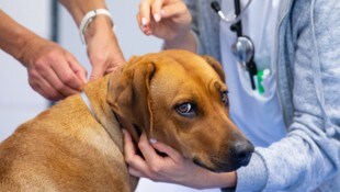 Zuerst die Google-Diagnose, dann zum Tierarzt – so handeln viele Haustierbesitzer laut einer ...