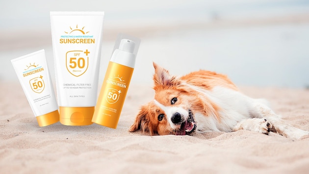 Just like their masters and mistresses, dogs are also at risk of sunburn after a while. (Bild: Krone KREATIV/stock.adobe.com)