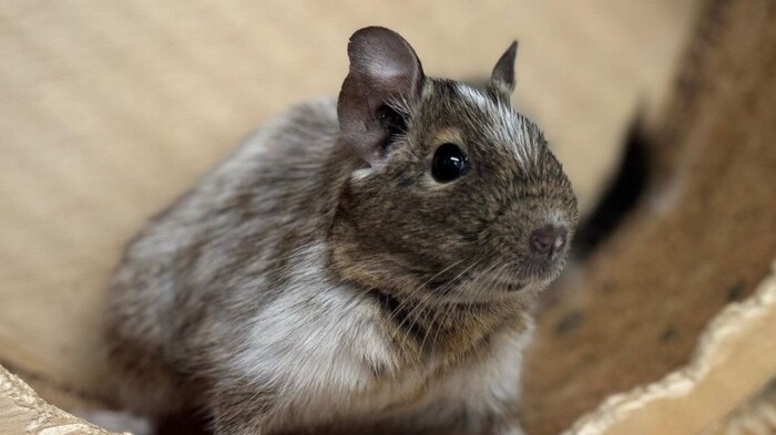 Two cute degus are looking for a new home.