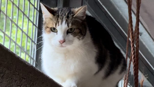 Elliot the cat is waiting at the animal shelter in Vorarlberg. (Bild: Tierschutzheim Vorarlberg)