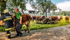 Alle 90 Tiere konnten aus dem brennenden Stall ins Freie gerettet werden (Bild: Scharinger Daniel/Pressefoto Scharinger © Daniel Scharinger)