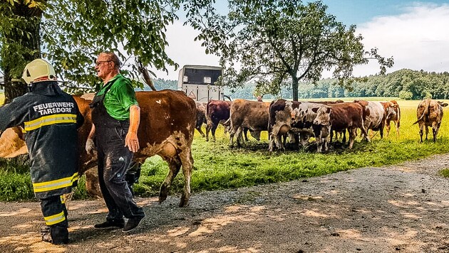 All 90 animals were rescued from the burning barn and brought outside (Bild: Scharinger Daniel/Pressefoto Scharinger © Daniel Scharinger)