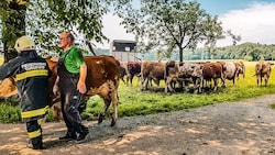 Alle 90 Tiere konnten aus dem brennenden Stall ins Freie gerettet werden (Bild: Scharinger Daniel/Pressefoto Scharinger © Daniel Scharinger)