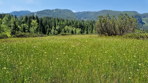 The White Schnalbelried blooms in the Kainischmoor. (Bild: Eva Stockner)