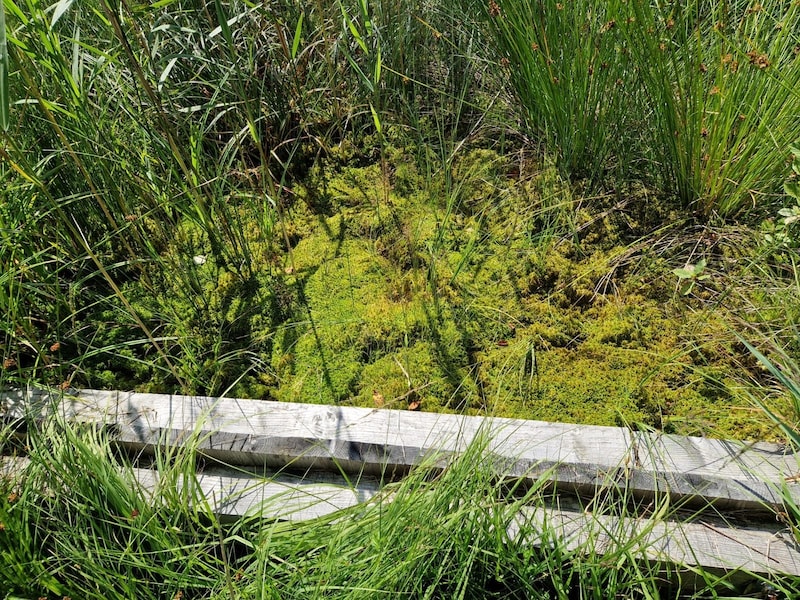 Wooden sheet piles are used to keep the rainwater in the moor. (Bild: Eva Stockner)