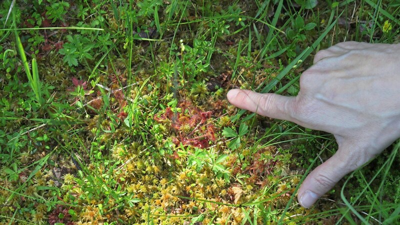 The sundew, beautiful but carnivorous. (Bild: Radspieler Jürgen)