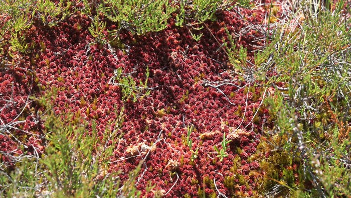The red peat moss.