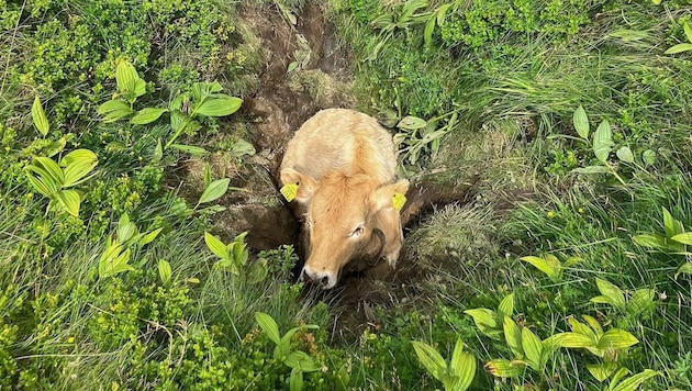Das Kalb kam aus dem Loch im Almboden nicht mehr heraus.