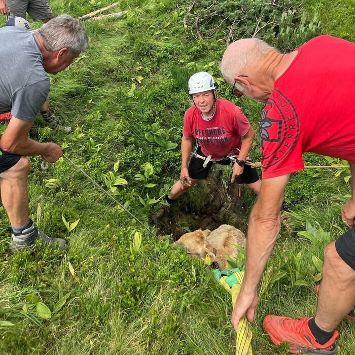 Das Kalb steckte in der Doline fest. Mittel Seilzug wurde es unverletzt gerettet.