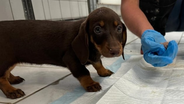 One of the rescued dachshund puppies, who is now being lovingly cared for at the animal shelter in Bruck an der Leitha (Bild: Tierheim Bruck an der Leitha)